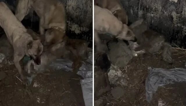 Ahıra girmeye çalışan kurt, kangallara yakalanınca bedelini ağır ödedi