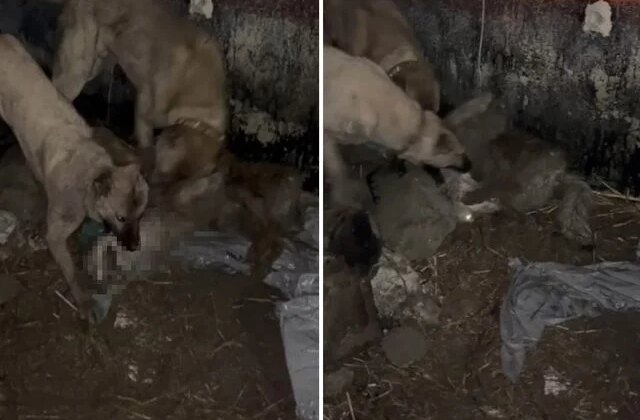 Ahıra girmeye çalışan kurt, kangallara yakalanınca bedelini ağır ödedi