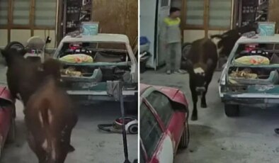 Ankara’da ahırdan kaçan kurbanlıklar oto tamirciye daldı