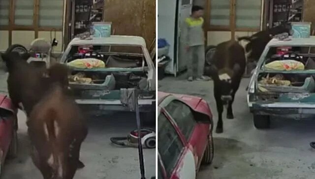 Ankara’da ahırdan kaçan kurbanlıklar oto tamirciye daldı