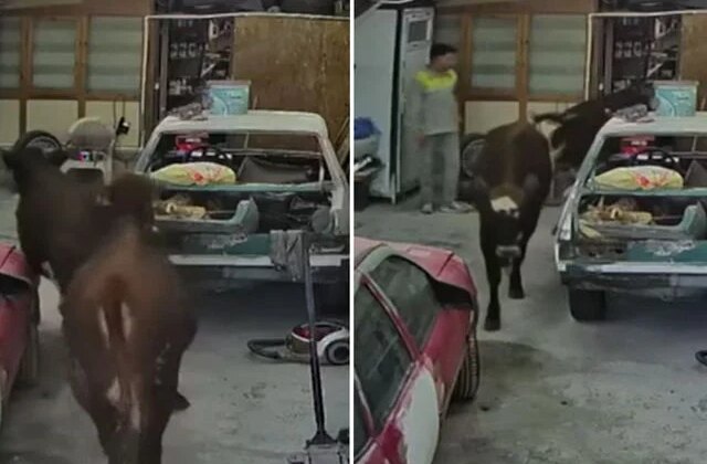 Ankara’da ahırdan kaçan kurbanlıklar oto tamirciye daldı