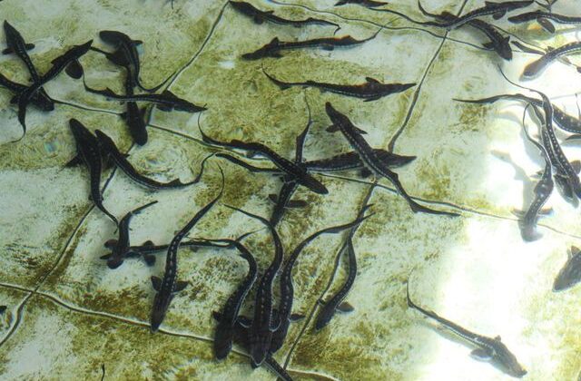 Çiple Karadeniz’e salınacak! 2 bin dolardan satılıyor