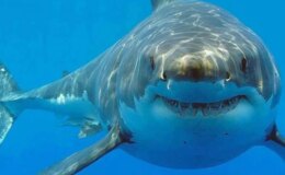 Araştırma: Bahamalar’daki köpek balıklarında kokain ve kafein kirleticileri saptandı