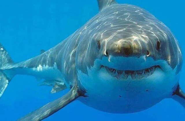 Araştırma: Bahamalar’daki köpek balıklarında kokain ve kafein kirleticileri saptandı