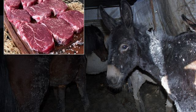 Bakanlık markayı açıkça ifşa etti: Vatandaşa at ve eşek eti yedirmişler