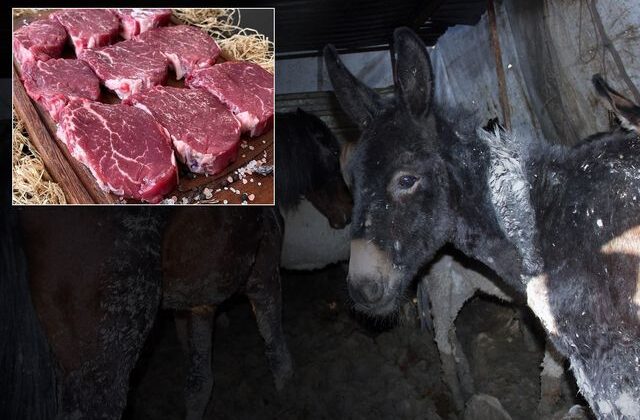 Bakanlık markayı açıkça ifşa etti: Vatandaşa at ve eşek eti yedirmişler