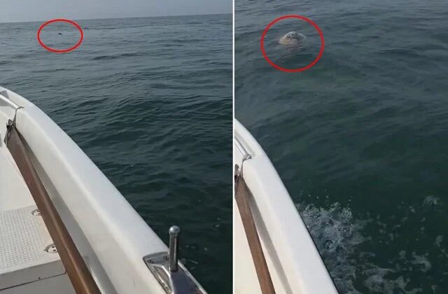 Balıkçı denizde boğulan koyunu görünce şaşkına döndü