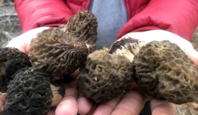 Sabah uyanan akşama kadar onu arıyor, kilosu dudak uçuklatan fiyattan gidiyor