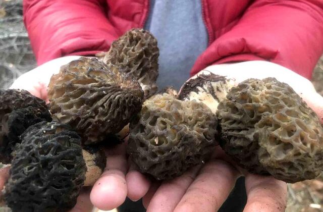 Sabah uyanan akşama kadar onu arıyor, kilosu dudak uçuklatan fiyattan gidiyor