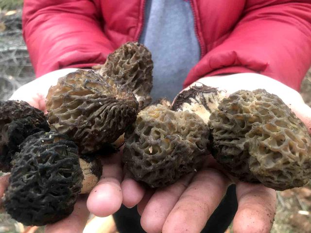 bin 800 rakimli daglardan toplanip kilosu bin 19741411 o