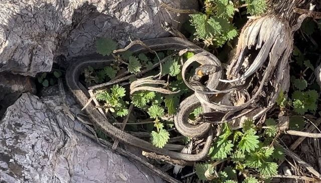 Brezilya’nın ‘Yılan Adası’ değil Yüksekova