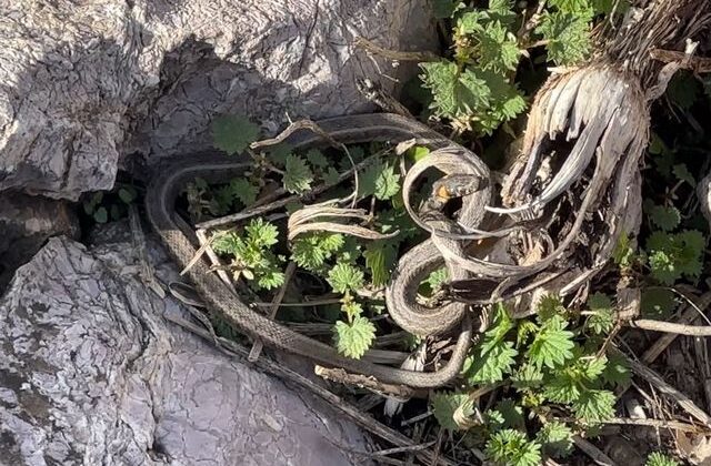 Brezilya’nın ‘Yılan Adası’ değil Yüksekova