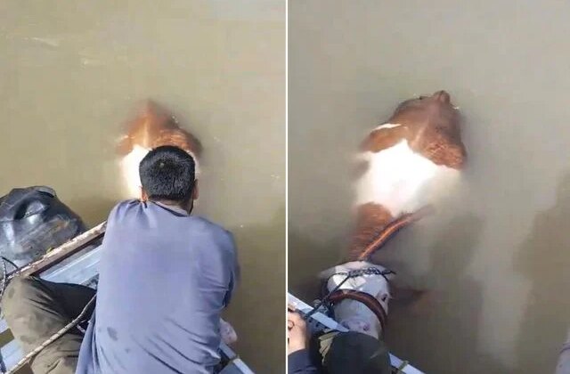 Nehirde ilginç anlar! Bu sefer balık değil bakın ne tuttular