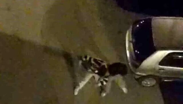 Bursa’da sokak ortasında boks ringlerini aratmayan kavga kamerada