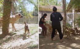 Çiftliklerine Sivas kangalı alan Filipinli aile, ilk gün neye uğradığını şaşırdı