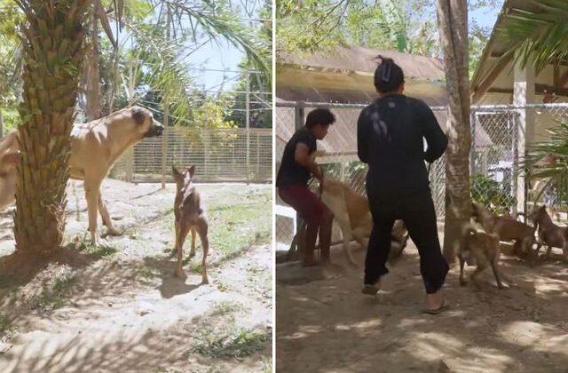 Çiftliklerine Sivas kangalı alan Filipinli aile, ilk gün neye uğradığını şaşırdı