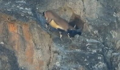 Dev boynuzları engel olmadı: Dağ keçisi dar mağaraya böyle girdi
