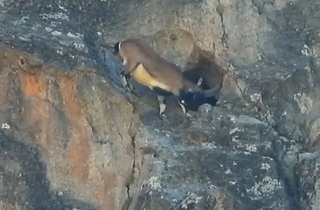 Dev boynuzları engel olmadı: Dağ keçisi dar mağaraya böyle girdi