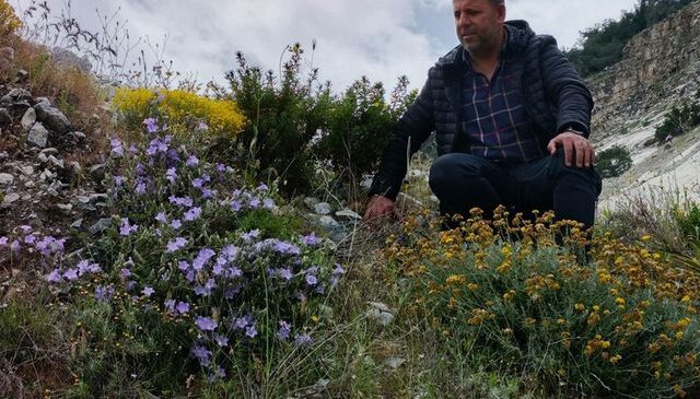 Dünyada sadece Aydın’da yetişen ‘Küçük Çan’ yok olma tehlikesiyle karşı karşıya