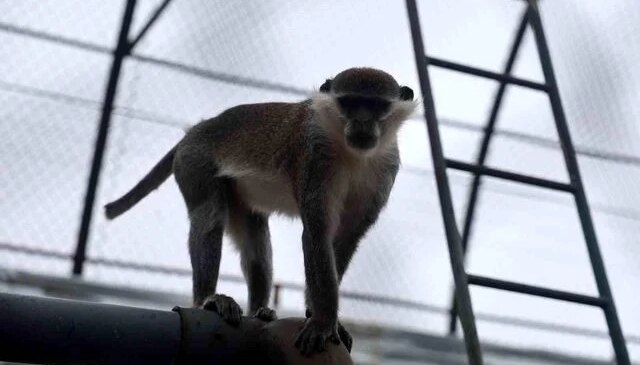Firari maymun ikinci kez yakalanarak koruma altına alındı