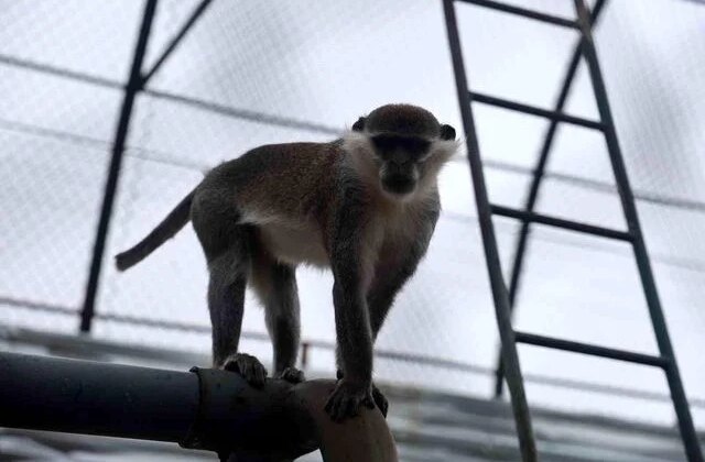 Firari maymun ikinci kez yakalanarak koruma altına alındı