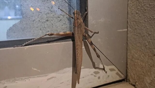 Cama çarpanı kuş zannetti, dev etçil çekirge çıktı! Boyutu ağızları açık bıraktı