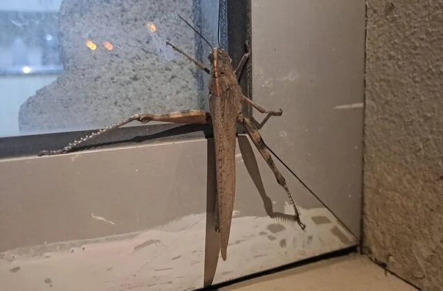 Cama çarpanı kuş zannetti, dev etçil çekirge çıktı! Boyutu ağızları açık bıraktı