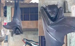 Görenleri dehşete düşüren yarasa! Uzmanların açıklaması şaşkınlık yarattı