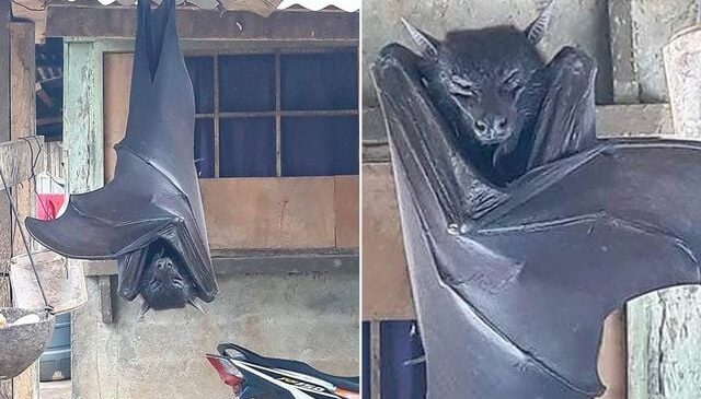 Görenleri dehşete düşüren yarasa! Uzmanların açıklaması şaşkınlık yarattı