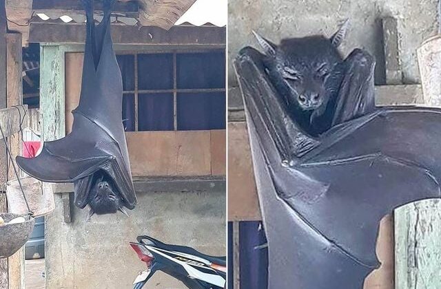 Görenleri dehşete düşüren yarasa! Uzmanların açıklaması şaşkınlık yarattı