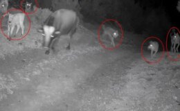 Görüntü Türkiye’den! Gecenin karanlığında dehşete düşüren anlar