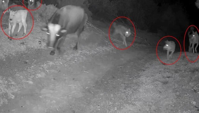 Görüntü Türkiye’den! Gecenin karanlığında dehşete düşüren anlar