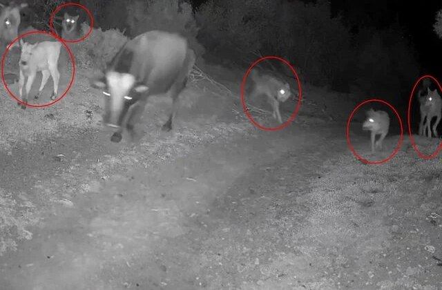 Görüntü Türkiye’den! Gecenin karanlığında dehşete düşüren anlar