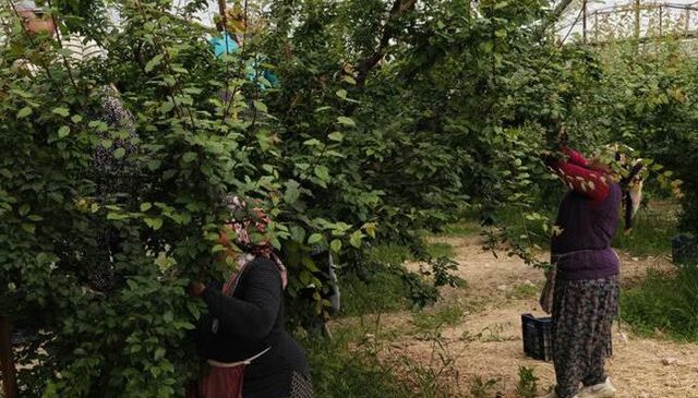 Hasadı başladı, fiyatı 200 TL’ye kadar düştü