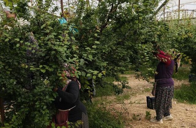 Hasadı başladı, fiyatı 200 TL’ye kadar düştü