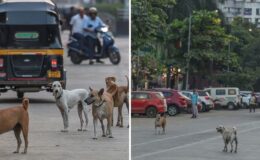Fransa’nın nüfusu kadar sokak köpeği: Hindistan’da kriz büyüyor