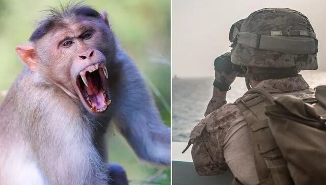 Hürmüz Boğazı’na doğru yol alan ABD Donanması’ndaki askere maymun saldırdı