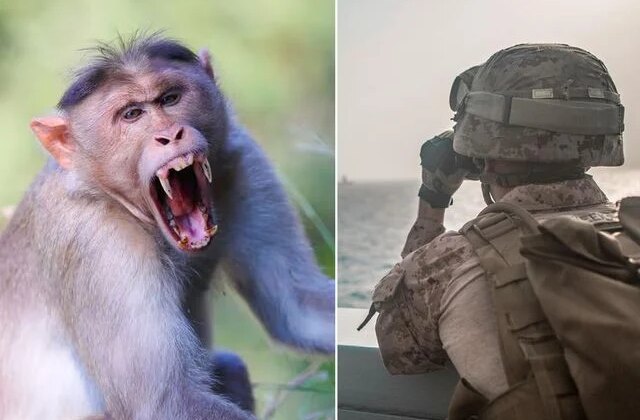 Hürmüz Boğazı’na doğru yol alan ABD Donanması’ndaki askere maymun saldırdı