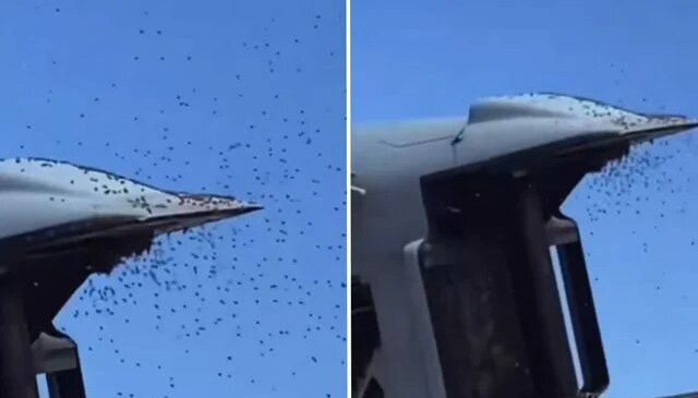 İsrail’de “Sarı alarm”: Tarihin en büyük arı istilası askeri uçuşları durdurdu