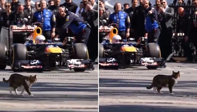 İstanbul’da Formula 1 aracını selamlayan kedi dünyada viral oldu