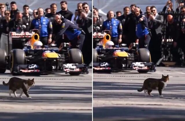 İstanbul’da Formula 1 aracını selamlayan kedi dünyada viral oldu