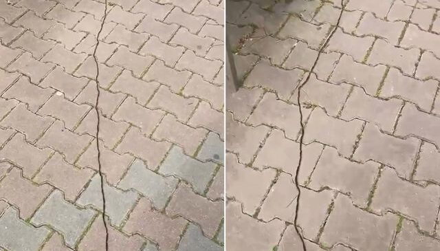 İstanbullular diken üstünde! Çam kese tırtılı böyle görüntülendi