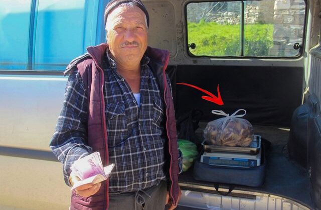 Kazdağları’nın eteklerinden toplayıp kilosunu 1000 TL’ye satıyorlar