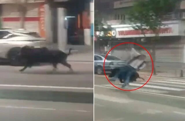 Batman’da kent merkezine inen yaban domuzu 3 kişiyi yaraladı