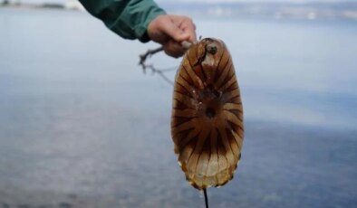 Kırmızı, büyük ve uzun kolları var! Denizde görürseniz sakın yaklaşmayın