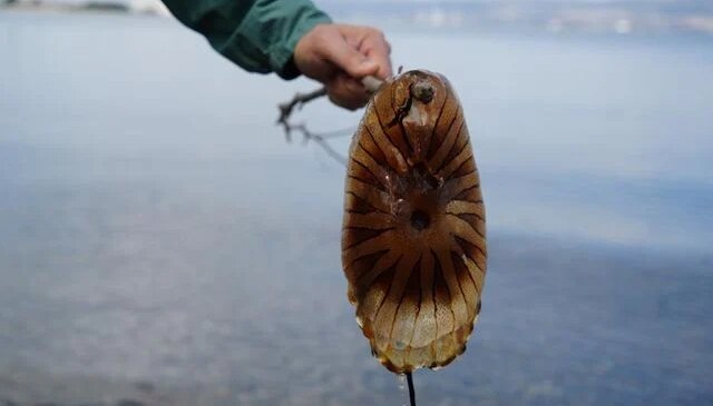 Kırmızı, büyük ve uzun kolları var! Denizde görürseniz sakın yaklaşmayın
