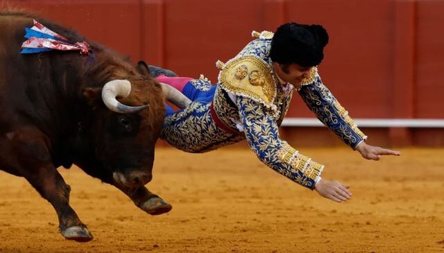 Kızgın boğanın makatından boynuzladığı matador ağır yaralandı