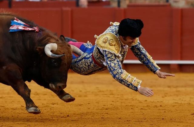 Kızgın boğanın makatından boynuzladığı matador ağır yaralandı