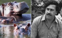 Kolombiya, Escobar’dan kalan su aygırlarının itlaf edilmesine onay verdi