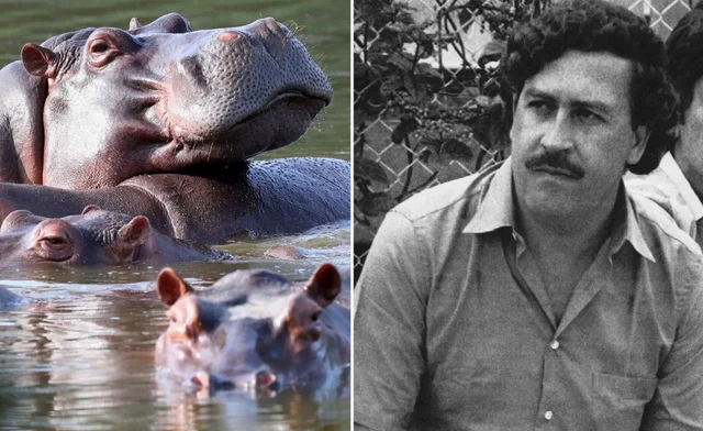 Kolombiya, Escobar’dan kalan su aygırlarının itlaf edilmesine onay verdi